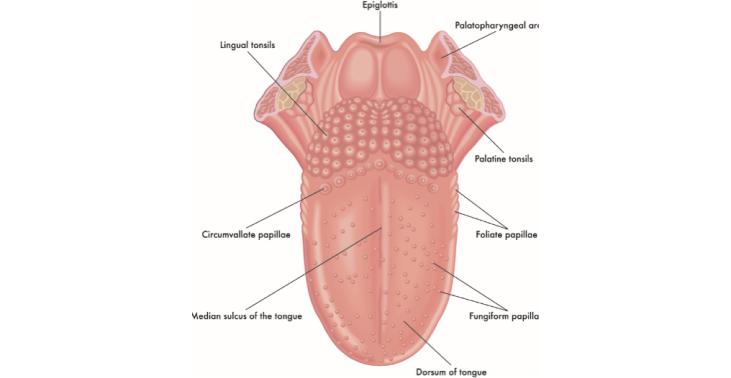 Анатомия горла