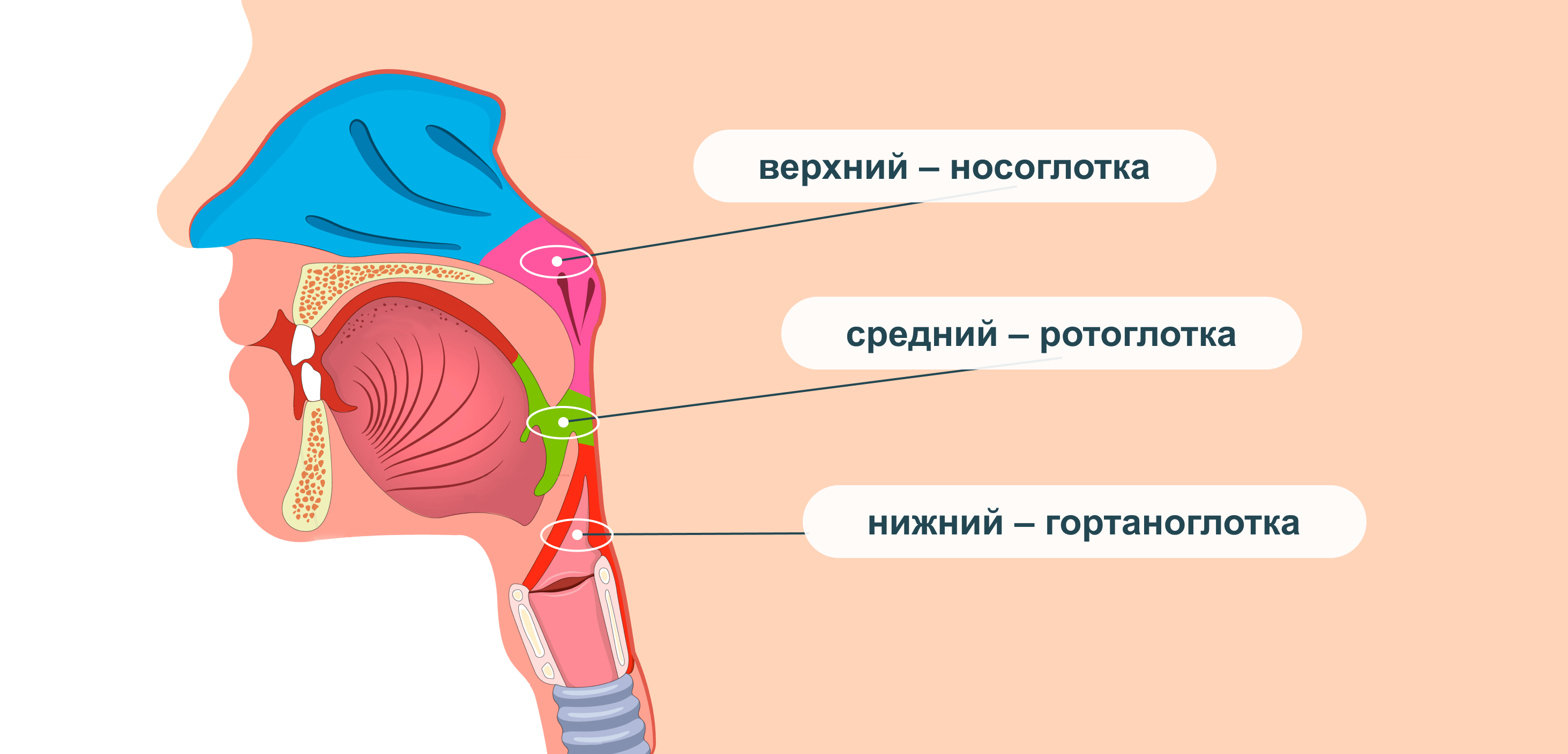 Строение верхних дыхательных путей: носоглотка, ротоглотка, гортаноглотка